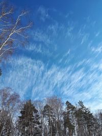 Low angle view of bare trees against blue sky