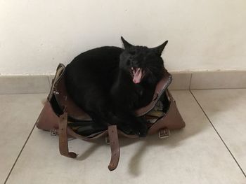 Black cat sitting on floor