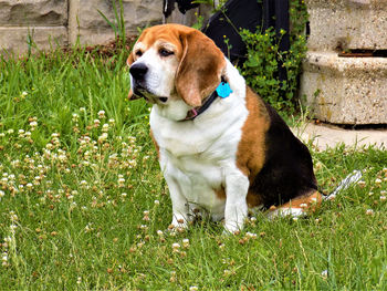 Close-up of dog sitting on grass