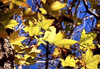 Close-up of leaves on tree trunk