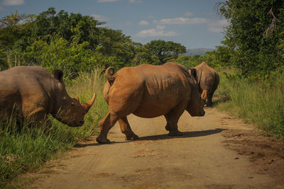 View of elephant walking on road