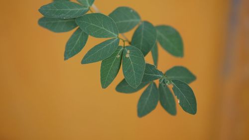 Close-up of plant