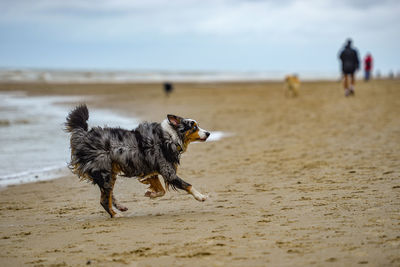 Dog running on beach