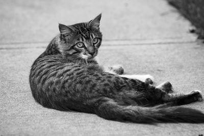 Close-up of cat resting outdoors