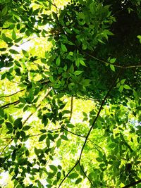 Low angle view of tree