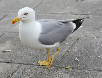 High angle view of seagull on footpath