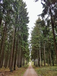 Road amidst trees in forest against sky