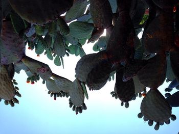 Low angle view of leaves on tree