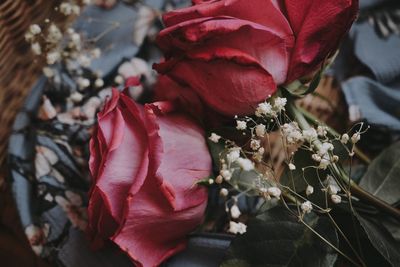 Close-up of red roses