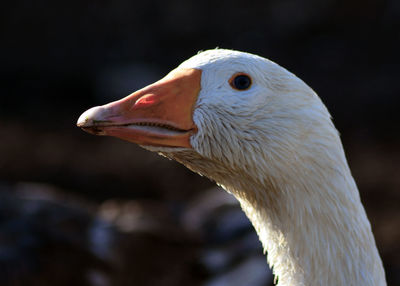 Portrait image of white toulouse goose