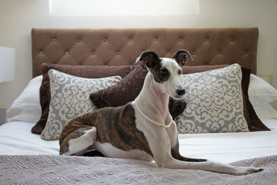 Portrait of dog on bed at home