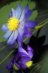 Close-up of purple flowers