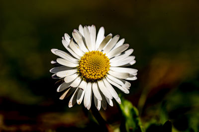 Close-up of white daisy