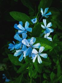 Close-up of blue flowers blooming outdoors