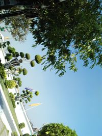 Low angle view of trees against blue sky