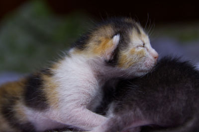 Close-up of kitten sleeping