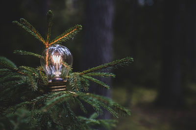 Lit light bulb on tree in forest