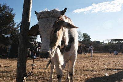 mammal