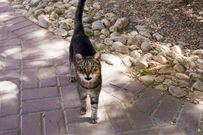 High angle view of cat on footpath