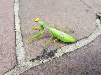 High angle view of insect on leaf