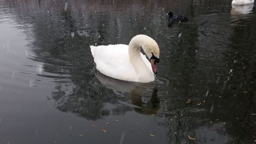Swan in lake
