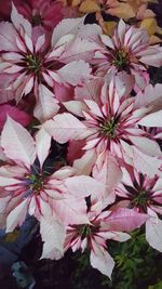 Close-up of pink flowers blooming on tree