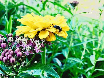 Close-up of bee on yellow flower