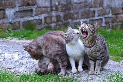 Full length of cats on wall
