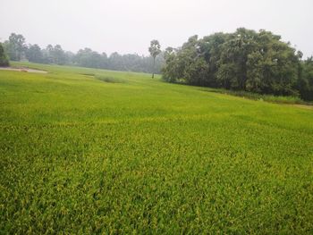 Scenic view of agricultural field against sky