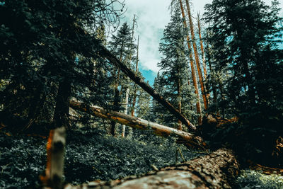 Close-up of tree trunk in forest