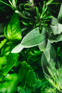 Close-up of fresh green plant
