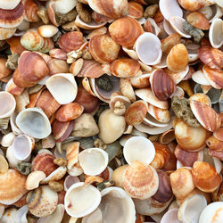 Full frame shot of shells