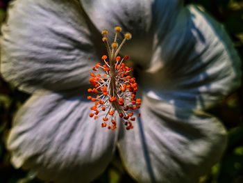 Close-up of red hibiscus flower