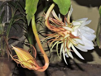 Close-up of flower plant