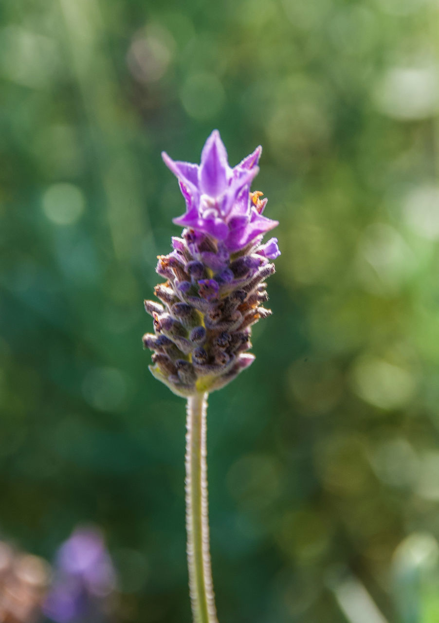 CLOSE-UP OF PURPLE FLOWERING PLANTS