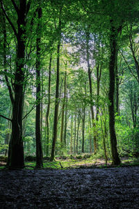 Trees in forest