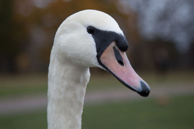 Close-up of swan