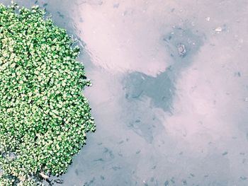 High angle view of tree against water