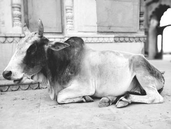 Side view of a horse resting