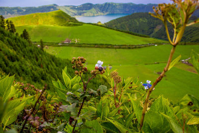 Scenic view of agricultural field and mountains