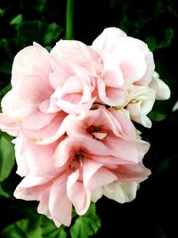 Close-up of pink flowers blooming outdoors