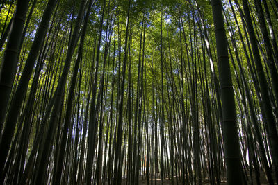 Low angle view of bamboo trees in forest