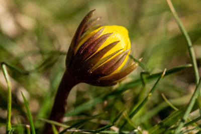 Close-up of flowering plant