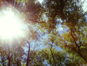 Sun shining through trees