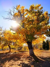 Trees on landscape during autumn