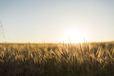 Plants growing on field against clear sky during sunset