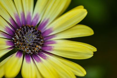 Close-up of yellow flower blooming outdoors