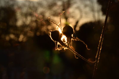 Close-up of spider on web