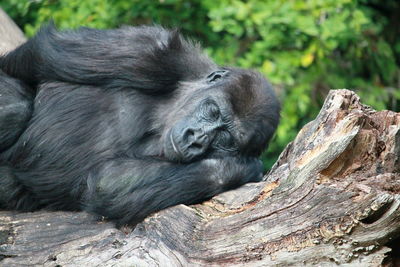Gorilla sitting on a tree