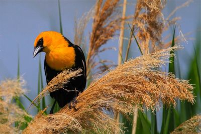 Low angle view of yellow-headed blackbird perching on grass
